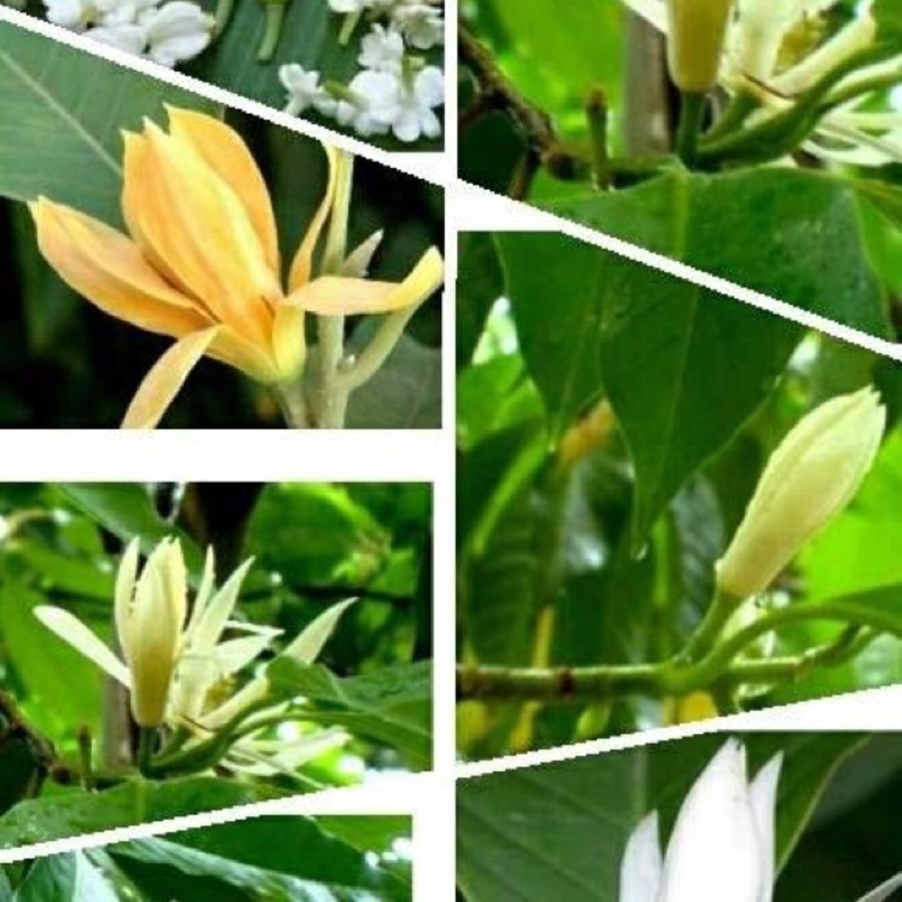 Meet your Posher, Paulla